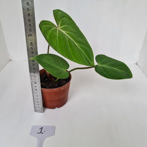 #1 Philodendron Gloriosum