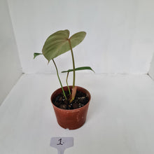 Load image into Gallery viewer, #1 Philodendron Gloriosum