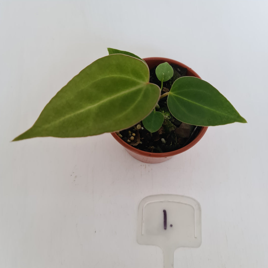 #1 Anthurium Magnificum Hybrid x - Seedling