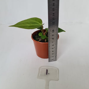 #1 Anthurium Magnificum Hybrid x - Seedling