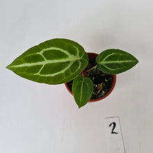 Load image into Gallery viewer, #2 Anthurium Magnificum Hybrid x - Seedling