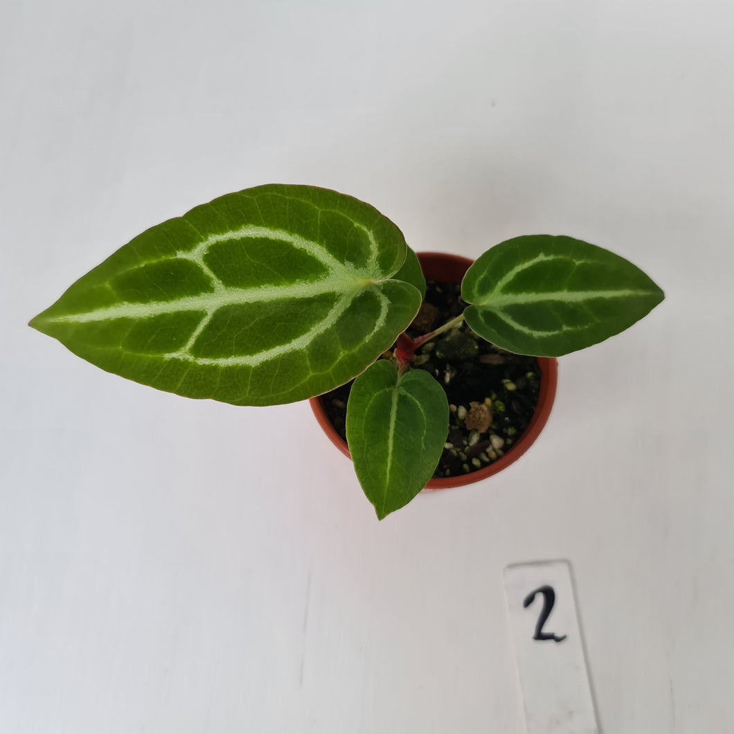 #2 Anthurium Magnificum Hybrid x - Seedling