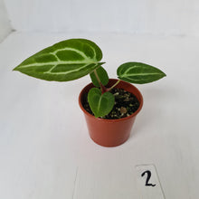 Load image into Gallery viewer, #2 Anthurium Magnificum Hybrid x - Seedling