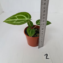Load image into Gallery viewer, #2 Anthurium Magnificum Hybrid x - Seedling