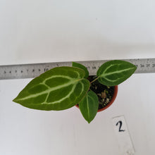 Load image into Gallery viewer, #2 Anthurium Magnificum Hybrid x - Seedling