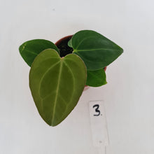 Load image into Gallery viewer, #3 Anthurium Magnificum Hybrid x - Seedling