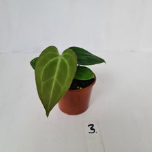 Load image into Gallery viewer, #3 Anthurium Magnificum Hybrid x - Seedling