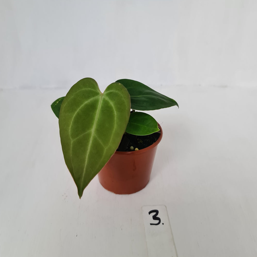 #3 Anthurium Magnificum Hybrid x - Seedling