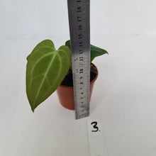 Load image into Gallery viewer, #3 Anthurium Magnificum Hybrid x - Seedling