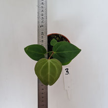 Load image into Gallery viewer, #3 Anthurium Magnificum Hybrid x - Seedling
