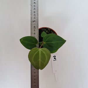 #3 Anthurium Magnificum Hybrid x - Seedling
