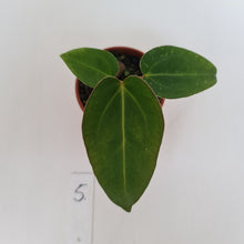 Load image into Gallery viewer, #5 Anthurium Magnificum Hybrid x - Seedling