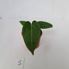 Load image into Gallery viewer, #5 Anthurium Magnificum Hybrid x - Seedling