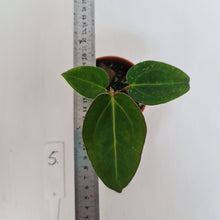 Load image into Gallery viewer, #5 Anthurium Magnificum Hybrid x - Seedling