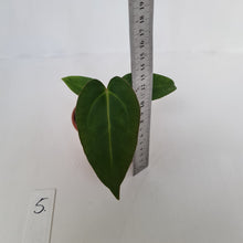 Load image into Gallery viewer, #5 Anthurium Magnificum Hybrid x - Seedling