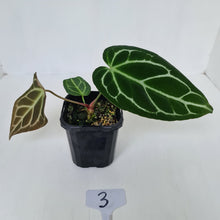 Load image into Gallery viewer, #3 Anthurium Crystallinum Hybrid
