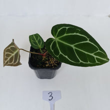 Load image into Gallery viewer, #3 Anthurium Crystallinum Hybrid
