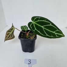 Load image into Gallery viewer, #3 Anthurium Crystallinum Hybrid