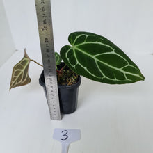 Load image into Gallery viewer, #3 Anthurium Crystallinum Hybrid