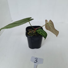Load image into Gallery viewer, #3 Anthurium Crystallinum Hybrid