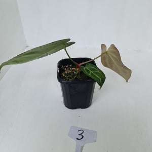 #3 Anthurium Crystallinum Hybrid