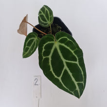 Load image into Gallery viewer, #2 Anthurium Crystallinum Hybrid