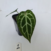 Load image into Gallery viewer, #1 Anthurium Crystallinum Hybrid