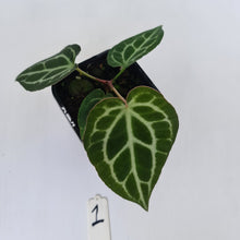 Load image into Gallery viewer, #1 Anthurium Crystallinum Hybrid