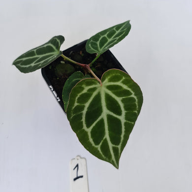 #1 Anthurium Crystallinum Hybrid