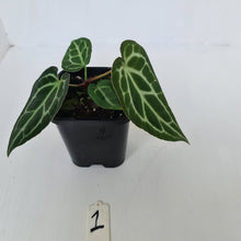 Load image into Gallery viewer, #1 Anthurium Crystallinum Hybrid