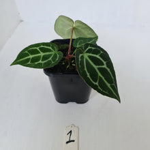 Load image into Gallery viewer, #1 Anthurium Crystallinum Hybrid