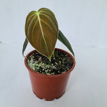 Load image into Gallery viewer, Philodendron Melanochrysum