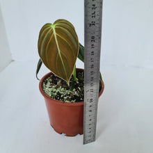 Load image into Gallery viewer, Philodendron Melanochrysum