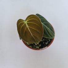 Load image into Gallery viewer, Philodendron Melanochrysum