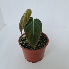 Load image into Gallery viewer, Philodendron Melanochrysum