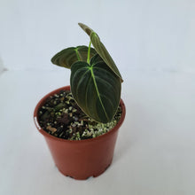 Load image into Gallery viewer, Philodendron Melanochrysum