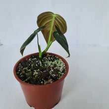 Load image into Gallery viewer, Philodendron Melanochrysum
