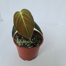 Load image into Gallery viewer, Philodendron Melanochrysum