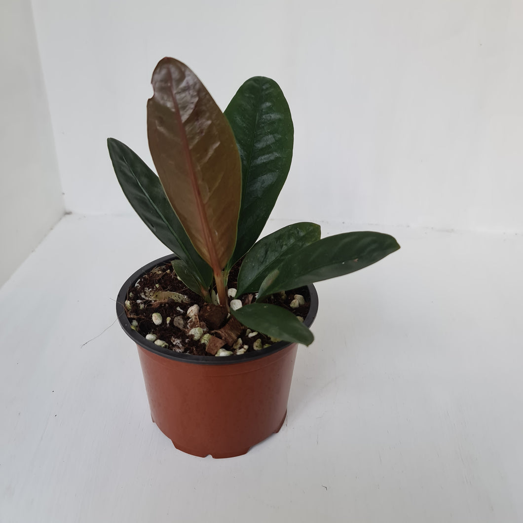 Anthurium Superbum