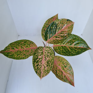 Aglaonema 'Strip Tease'