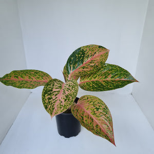 Aglaonema 'Strip Tease'