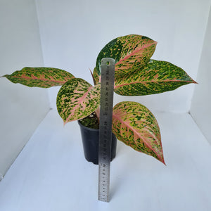 Aglaonema 'Strip Tease'