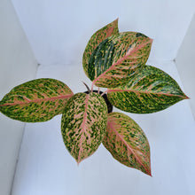 Load image into Gallery viewer, Aglaonema &#39;Strip Tease&#39;