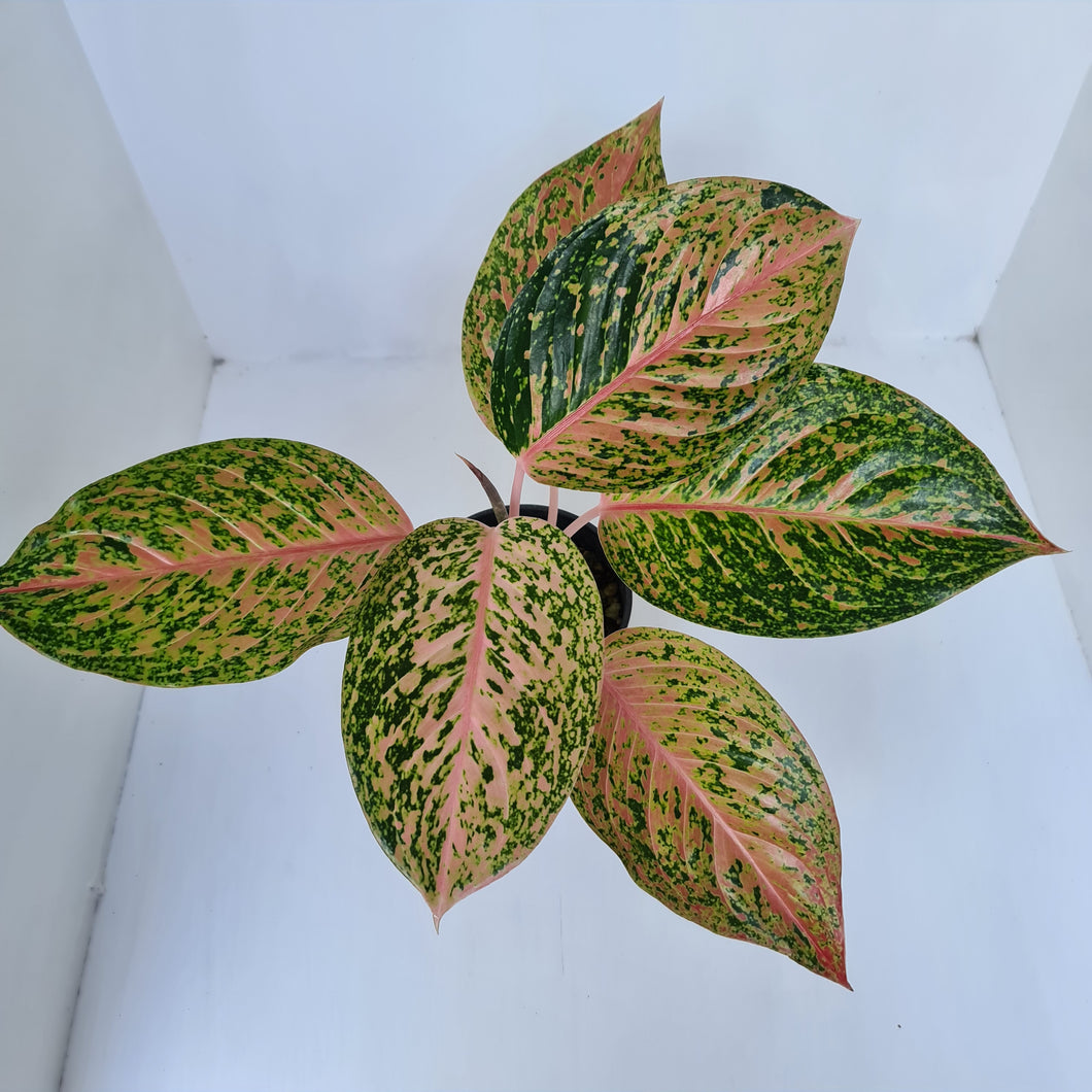 Aglaonema 'Strip Tease'