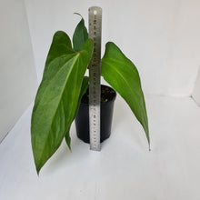 Load image into Gallery viewer, Anthurium Unknown ID