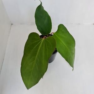 Anthurium Unknown ID