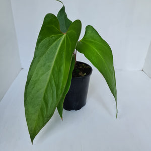 Anthurium Unknown ID