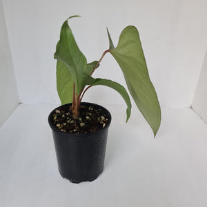 Anthurium Unknown ID