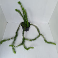 Load image into Gallery viewer, #2 Borneo Water - Tassel Fern