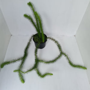 #2 Borneo Water - Tassel Fern